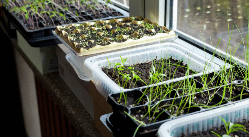 Starting flower seeds indoors in seed trays