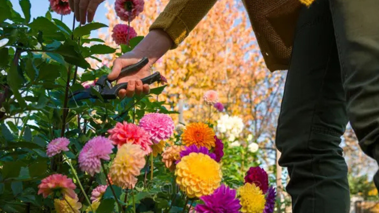 A person harvesting flowers with clean garden shears, placing them in a basket