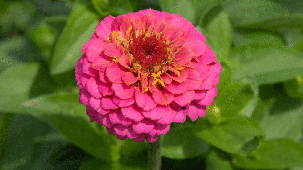 Close-up of bright zinnia flowers
