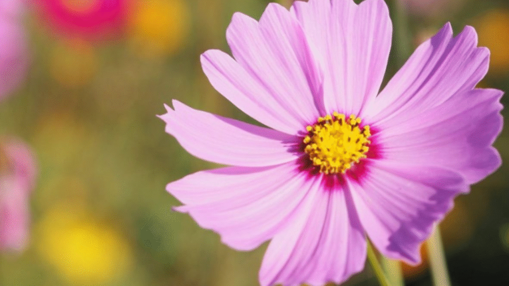 Cosmos flowers growing in a sunny garden