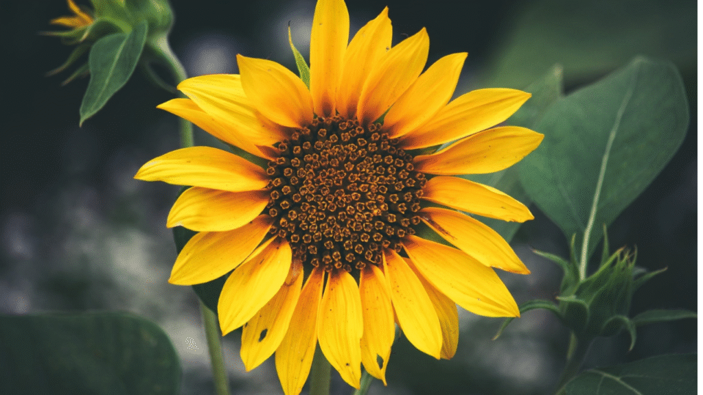 Tall sunflower with yellow petals