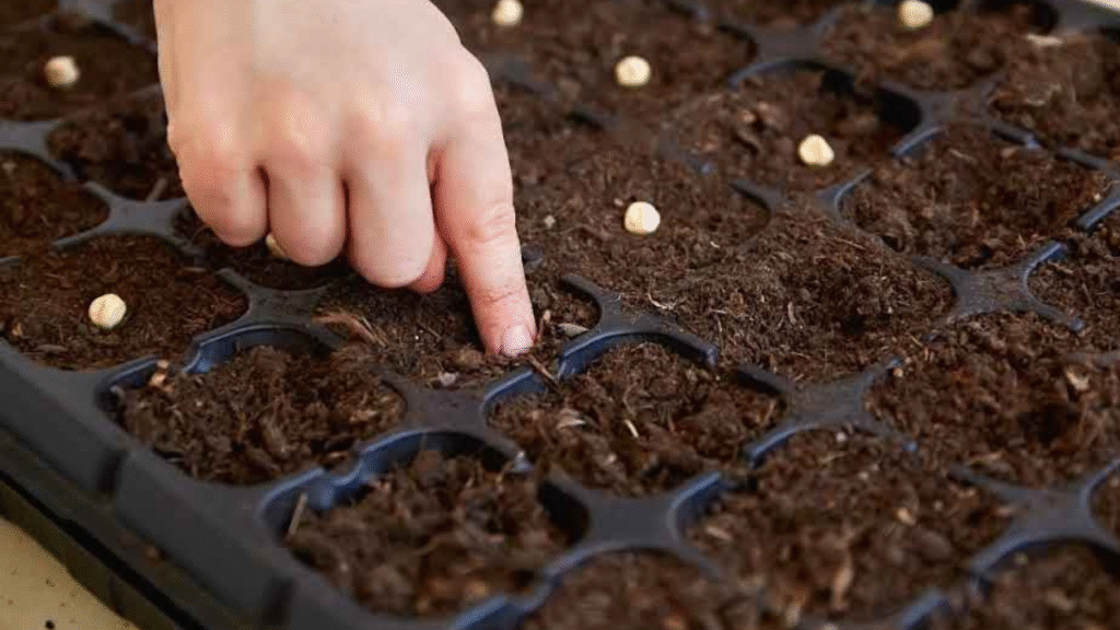 Planting cut flower seeds in seed tray at correct depth”