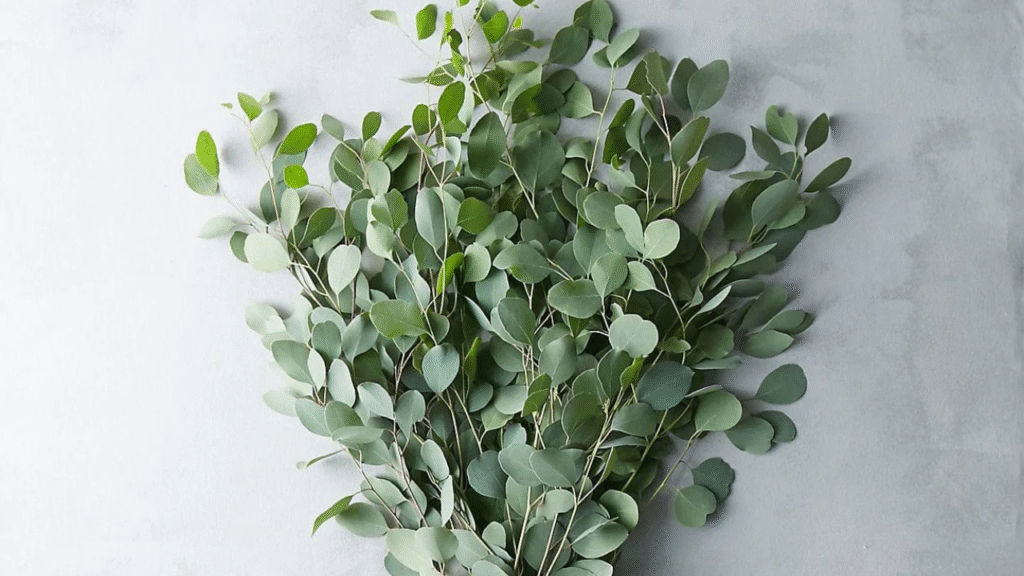 Eucalyptus and Greenery