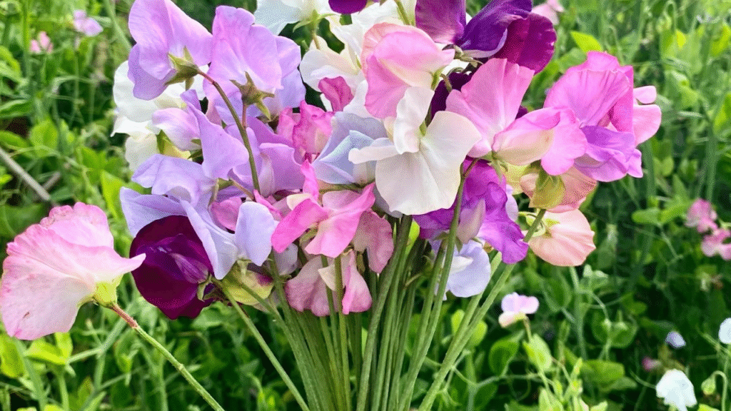 Sweet Peas