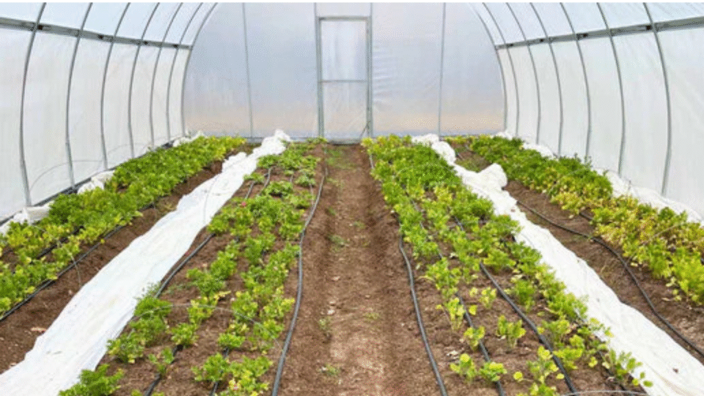 High tunnel greenhouse growing young flowering plants to extend the growing season”

