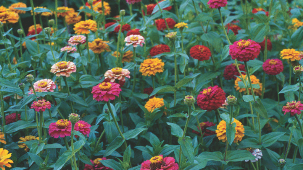 Vibrant mixed-color zinnias blooming in a summer garden.