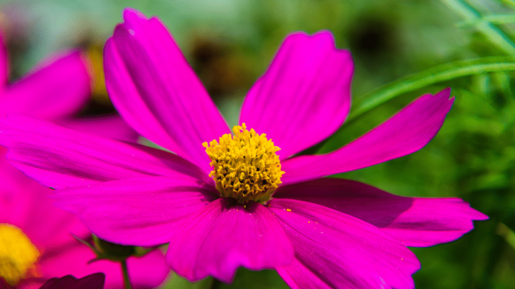 Vibrant zinnia flowers blooming in a sunny garden"