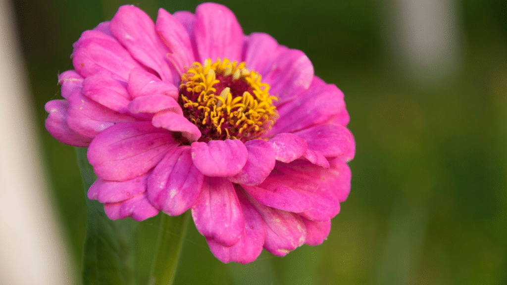 Freshly bloomed zinnias in a garden at sunrise"