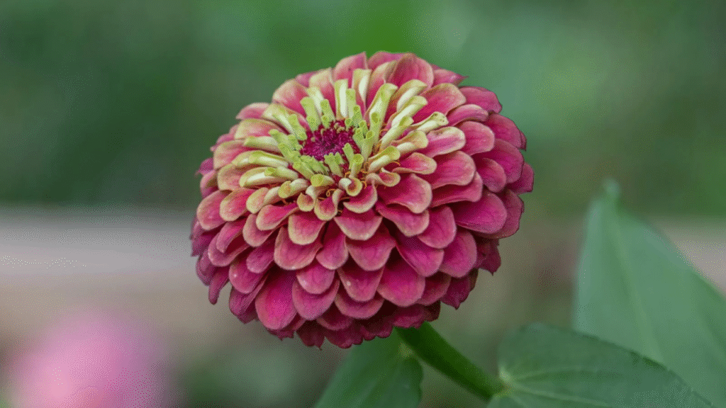 Different tall zinnia varieties for cutting and floral arrangements"