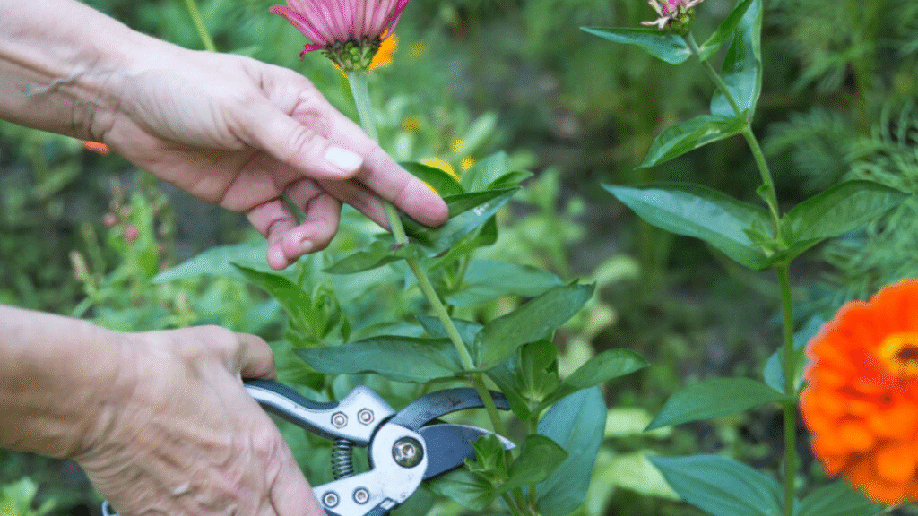 "Gardener deadheading faded zinnias to promote more blooming"