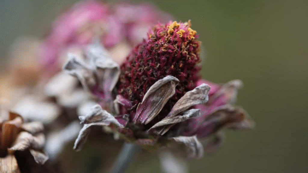 "Dried zinnia flowers with seeds ready for saving and storage"