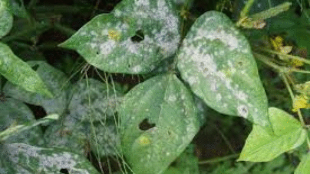 Zinnia leaves affected by powdery mildew and pest infestation"