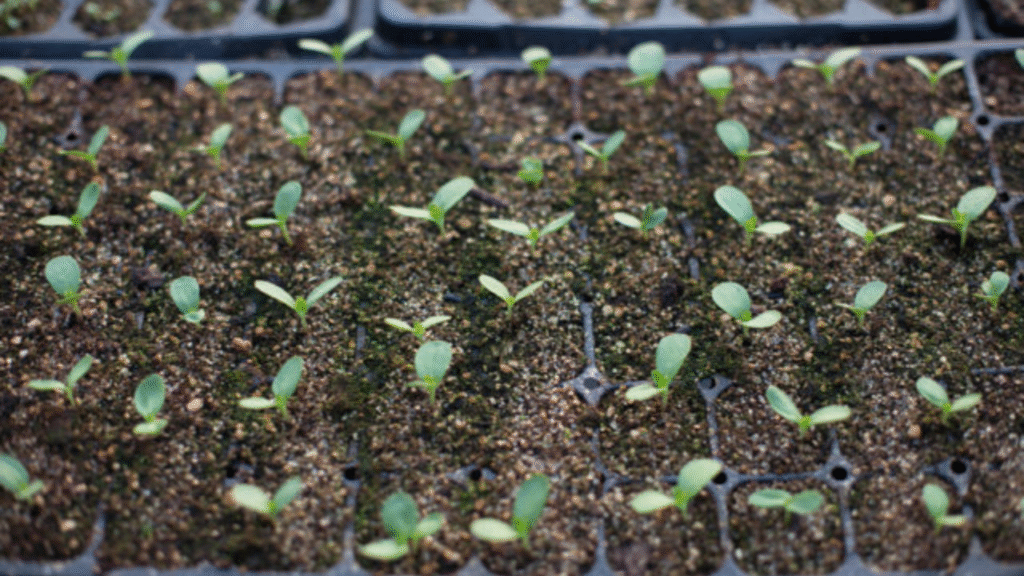 “Young zinnia seedlings growing indoors in seed trays with proper lighting”