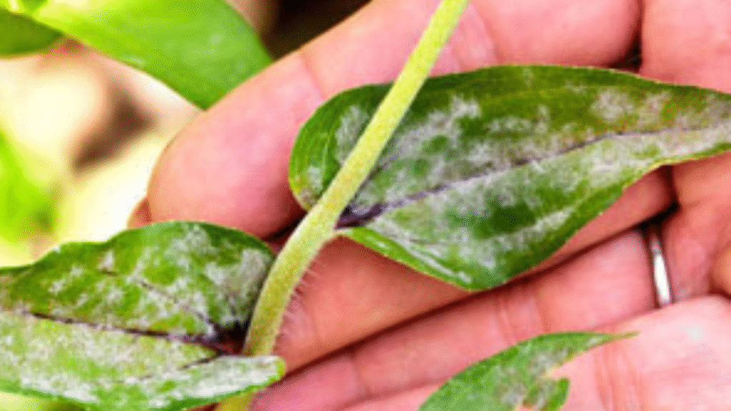 “Zinnia leaves with white powdery mildew and insect bite marks”