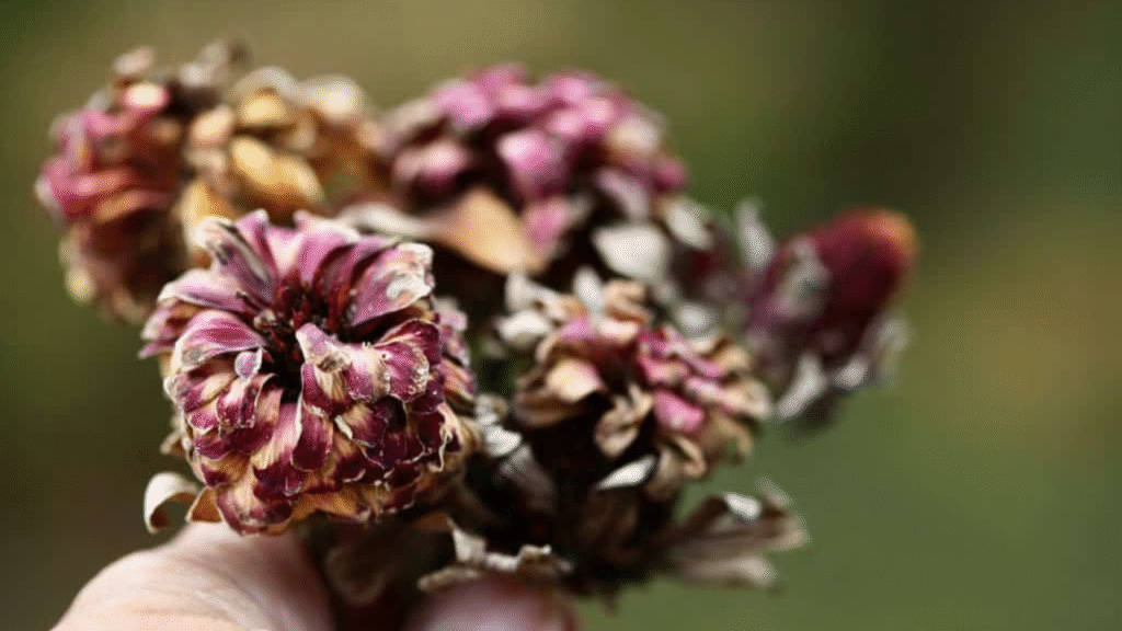 “Dried zinnia heads ready for seed collection at the end of the season”