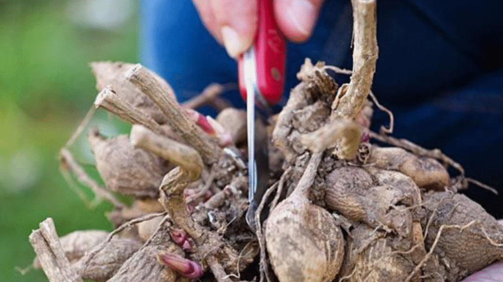 "Gardener carefully splitting dahlia tuber with a sharp knife"