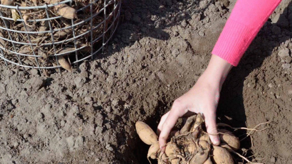 Hands planting dahlia tubers in garden soil"