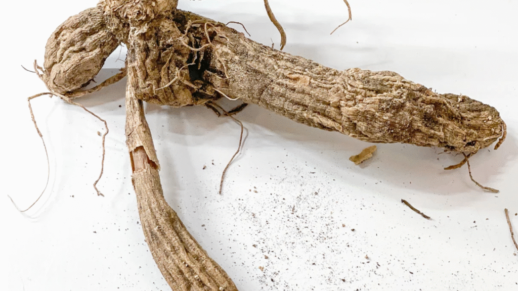 : "Dahlia tubers affected by rot with brown spots"