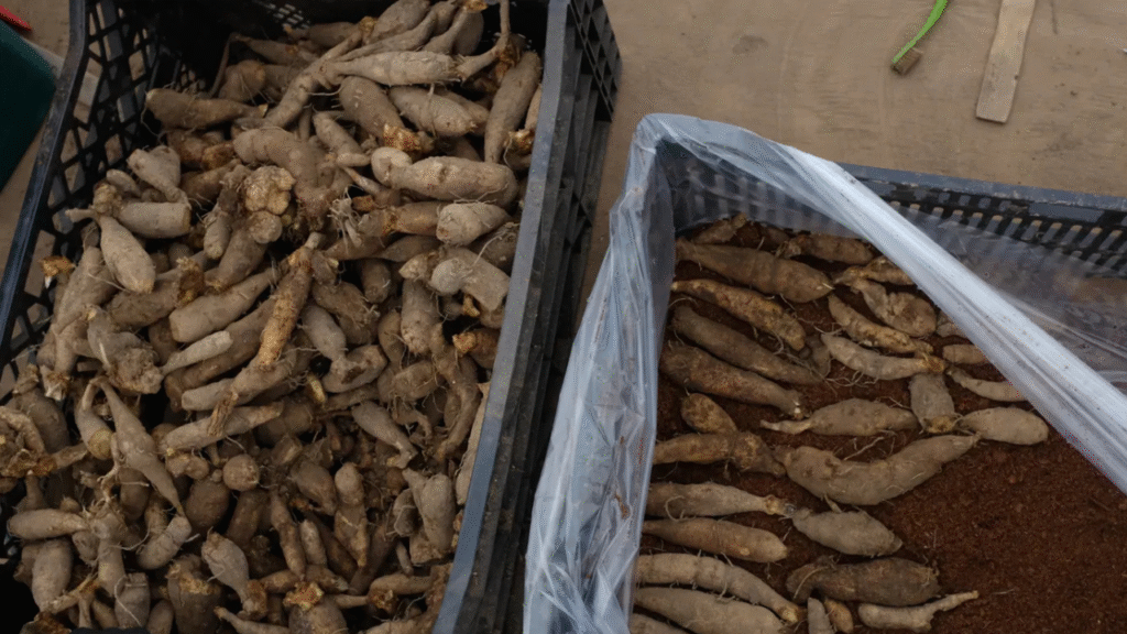 "Dahlia tubers stored in a box with peat moss for winter"

