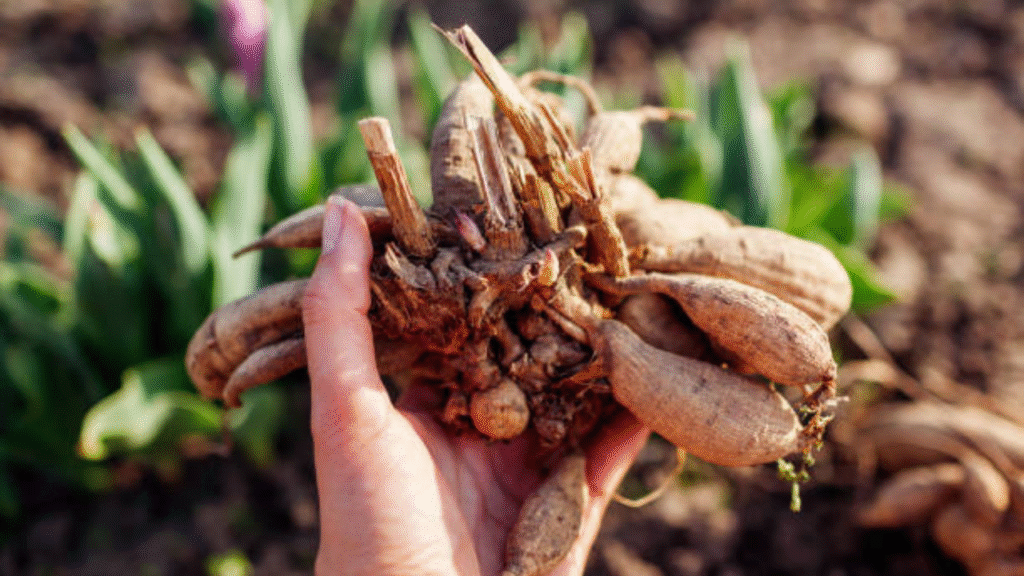 The Ultimate Dahlia Tuber Guide: Planting, Caring, and Storing for Gorgeous Flowers