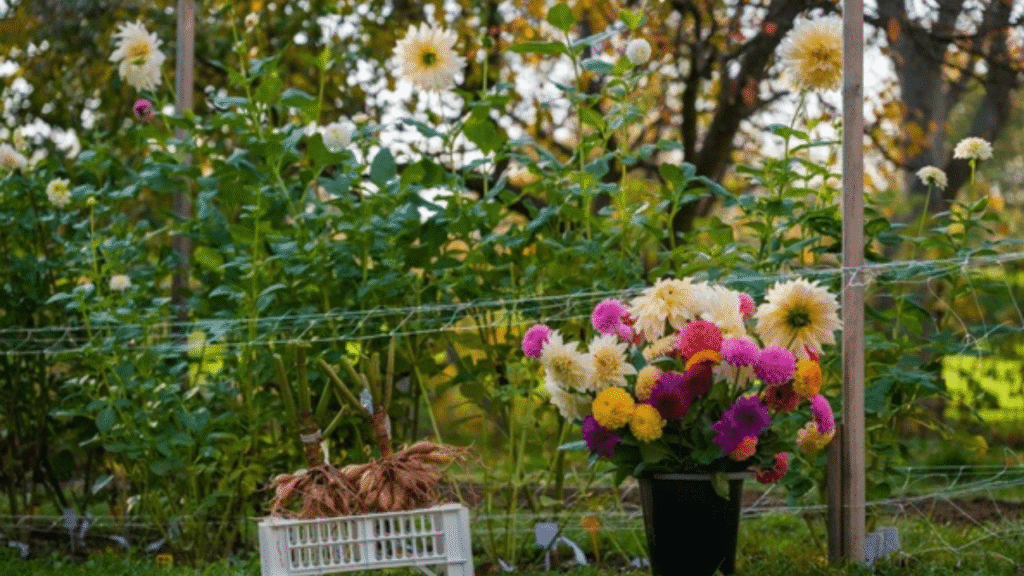“Fresh dahlia tubers ready for planting, labeled by variety in a wooden crate”