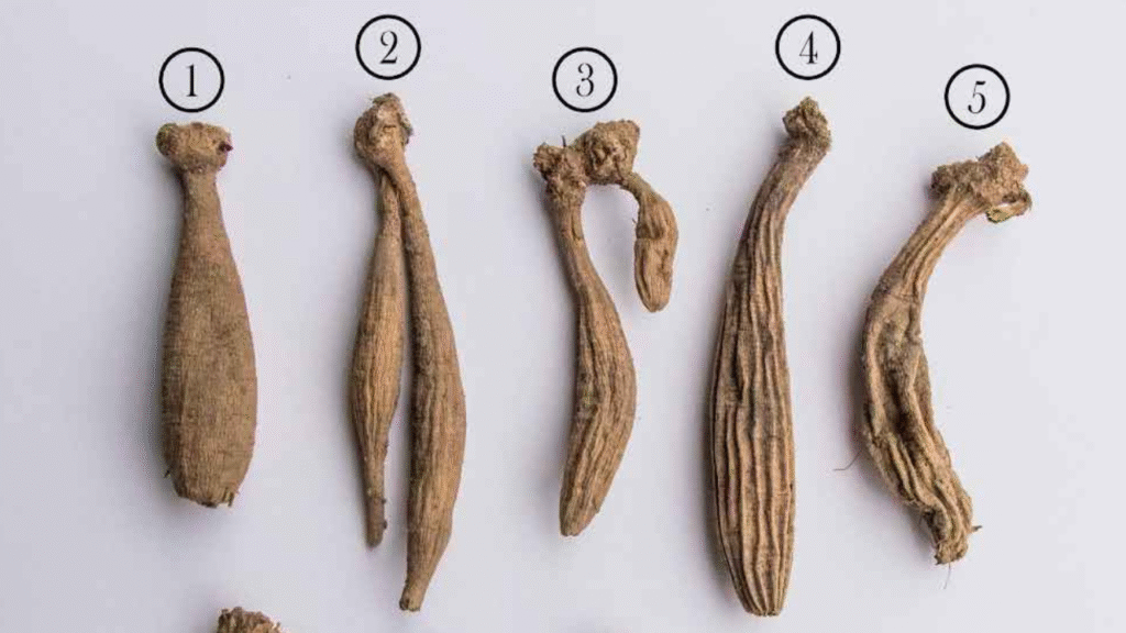 Healthy vs. unhealthy dahlia tubers compared for buying guide”

