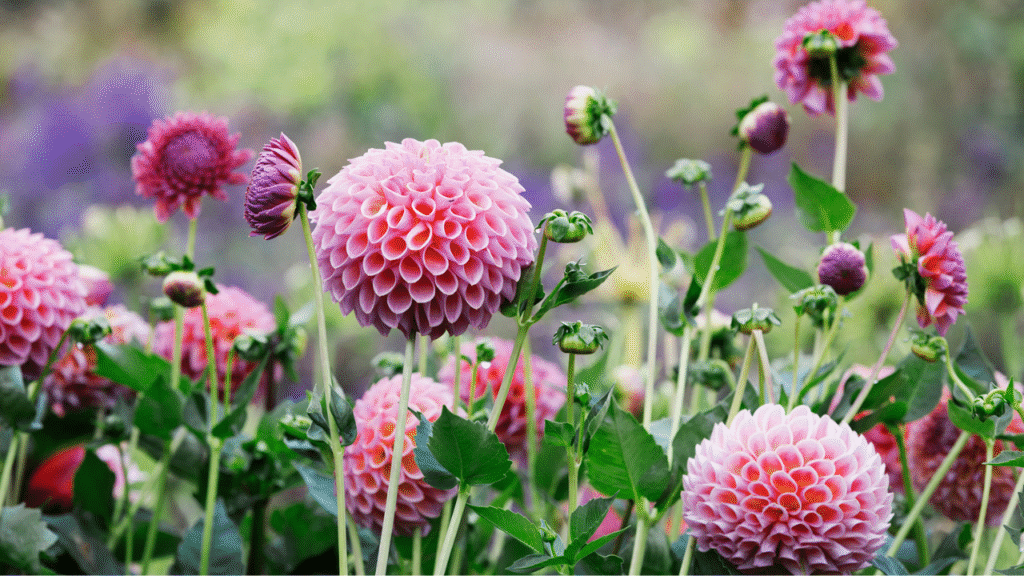 How to Plant Dahlia Tubers: A Beginner’s Guide to Thriving Blooms