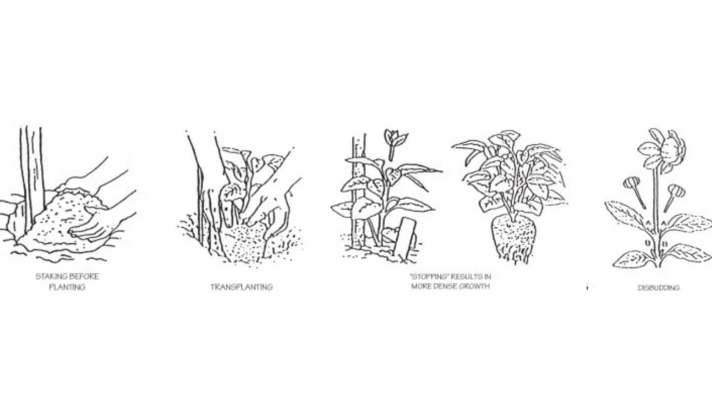 Diagram showing how to plant dahlia tubers 4 to 6 inches deep with eyes facing up