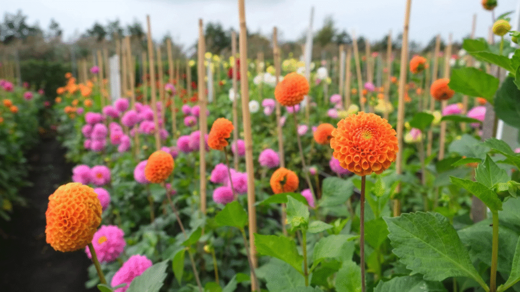 Tall dahlia plants supported by stakes to prevent bending and brea