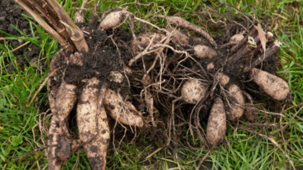 Rotting dahlia tubers caused by overwatering or planting too deep