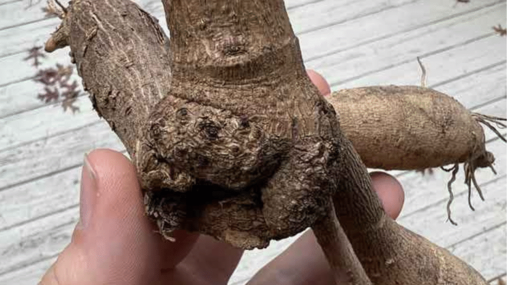 “Gardener inspecting dahlia tuber with visible growth eye before planting.”