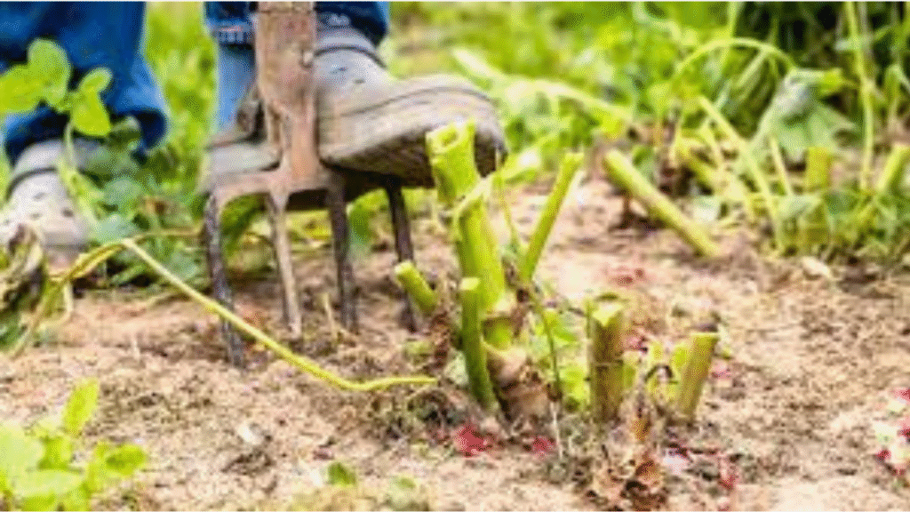 Careful digging up of dahlia tubers at season’s end to prepare for storage.”