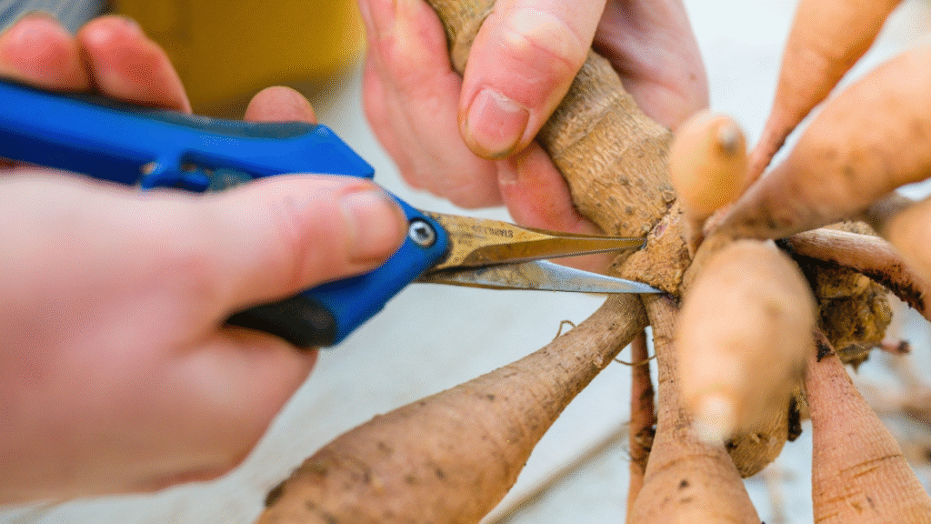Dividing dahlia tubers carefully with a sharp knife to prepare for replanting.”