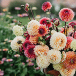The Ultimate Guide to the Best Dahlia Varieties to Grow for Stunning Garden Blooms