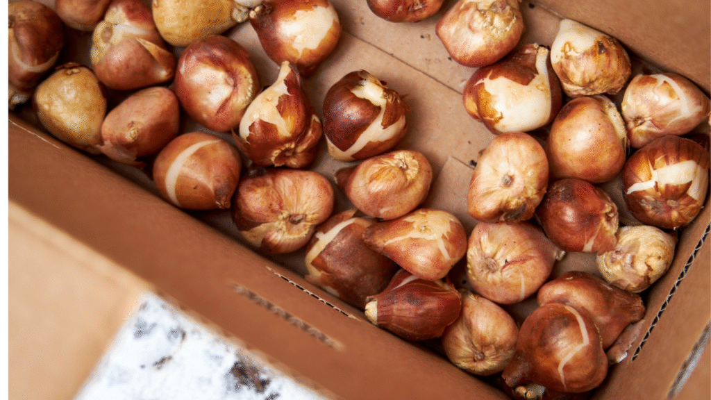 “Tulip bulbs drying after blooming, ready for storage and next season”