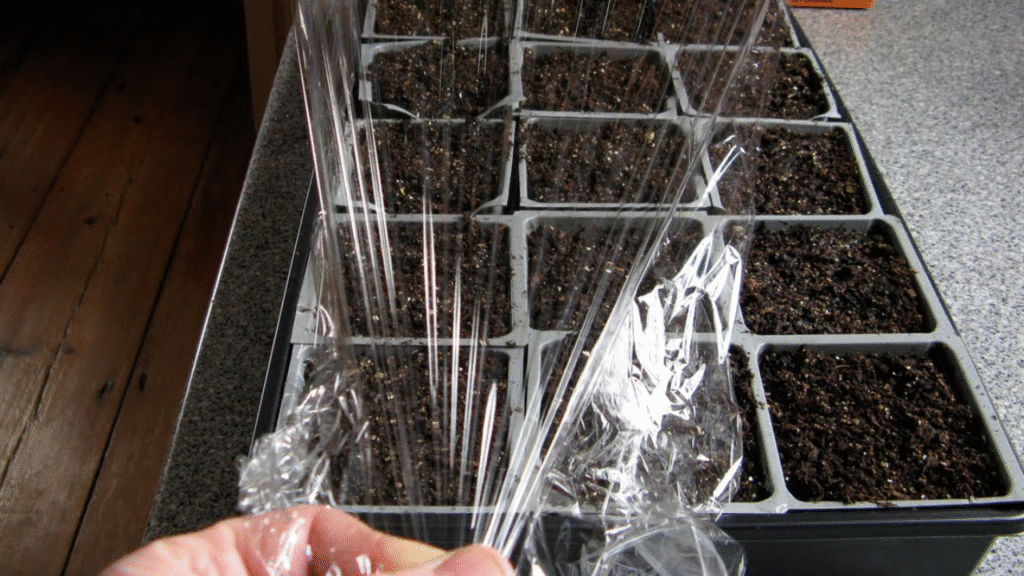 Watering seed trays gently and covering with plastic wrap to retain moisture”