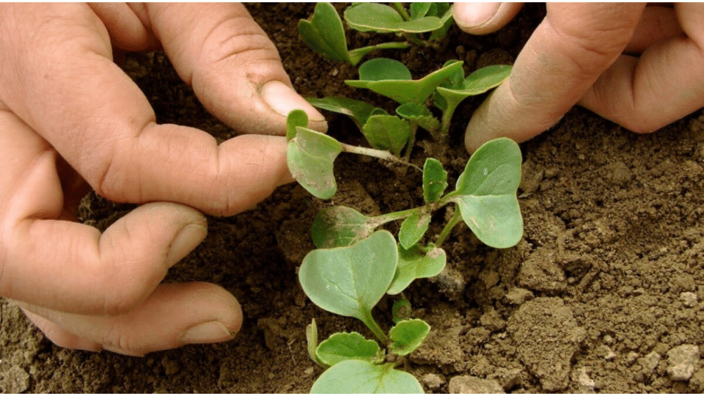 Thinning cut flower seedlings to allow strongest plants to grow”