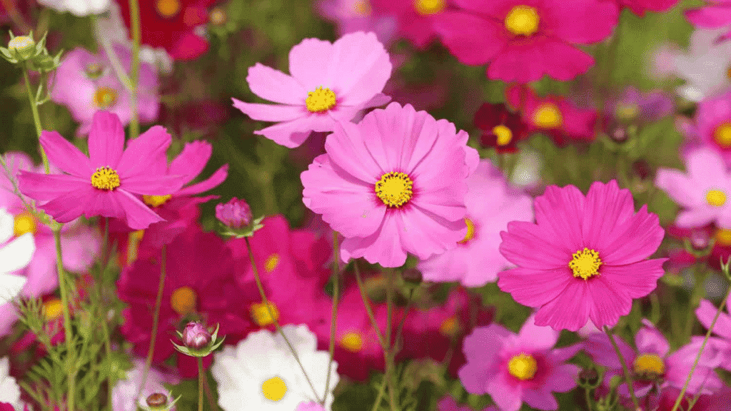 "Whimsical cosmos flowers swaying in a summer breeze"