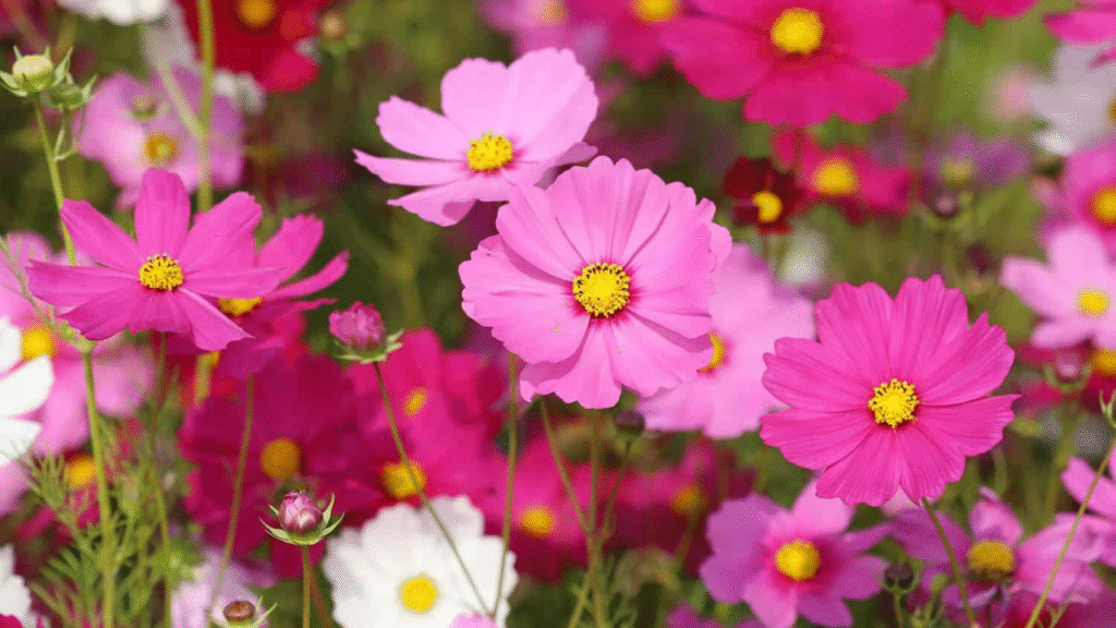"Whimsical cosmos flowers swaying in a summer breeze"