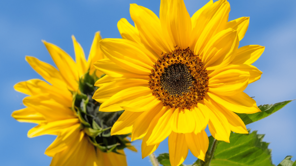 "Branching sunflower plant growing with multiple blooming heads"