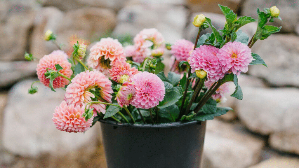 "Freshly cut flowers in a clean bucket ready for vase arrangement"