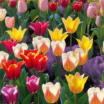 Tulip Varieties to Grow in 2025: A Complete Guide for Stunning Spring Blooms