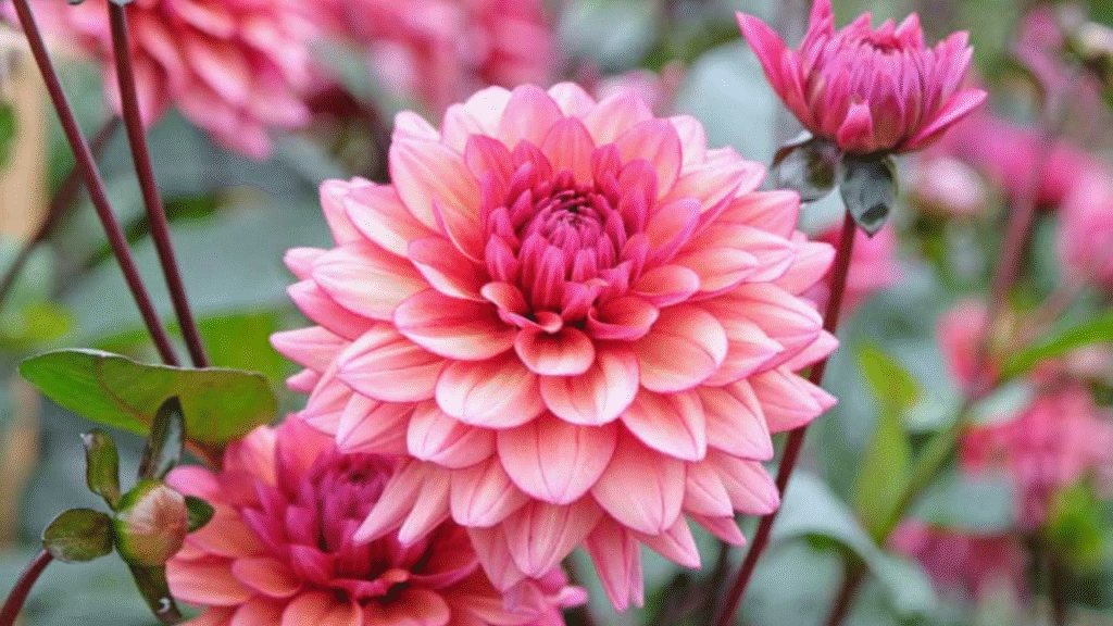 Close-up of colorful ranunculus and dahlia flowers thriving in a sustainable backyard garden, trending flower varieties in 2025"