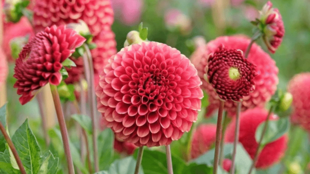  Close-up of Ranunculus and Dahlias in a Garden