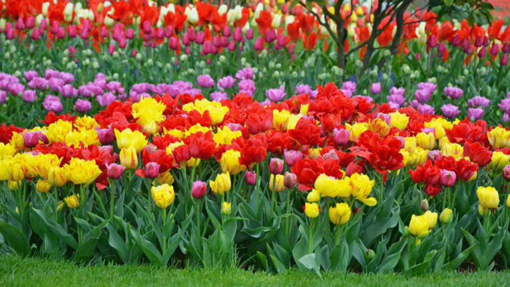 “Tulip care basics including sunlight, watering, and storage”