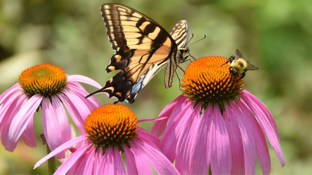 Pollinator-friendly flower garden filled with lavender, sunflowers, and cosmos attracting bees and butterflies, reflecting eco-friendly farming practices in 2025"

