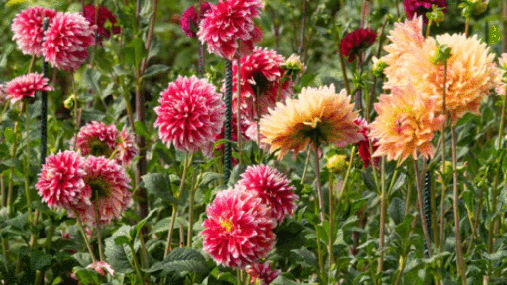  Staked dahlia plants with large blossoms thriving in a small-scale profitable flower farm