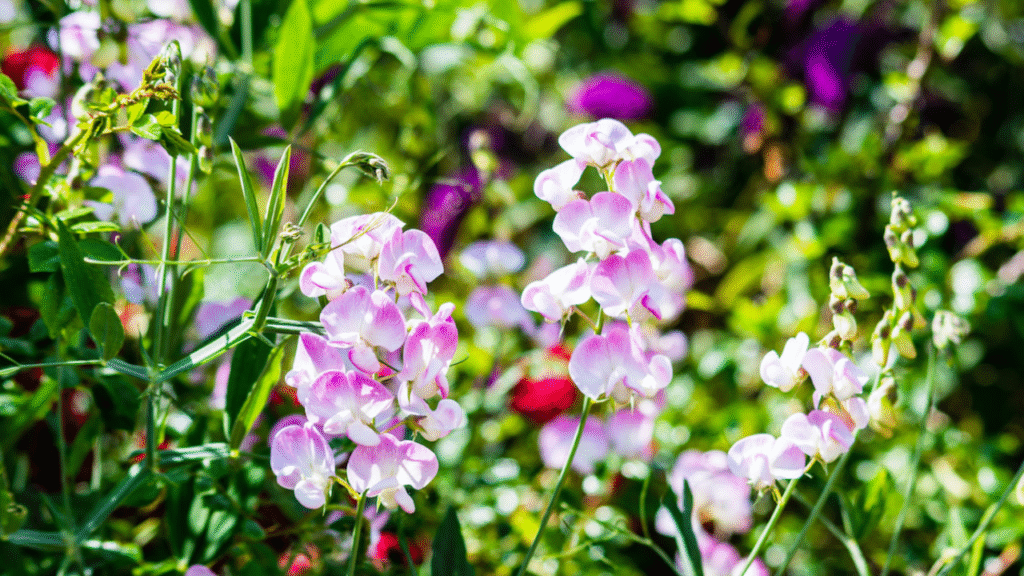 Fragrant sweet peas climbing on trellis, perfect for local growers focusing on niche markets

