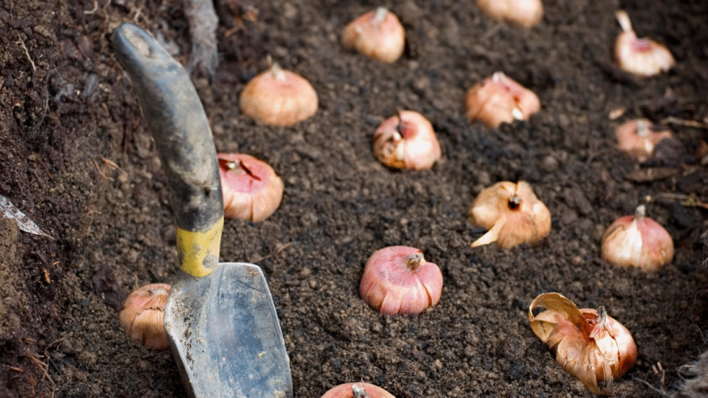 “Planting diagram showing correct depth and spacing for daffodil bulbs”