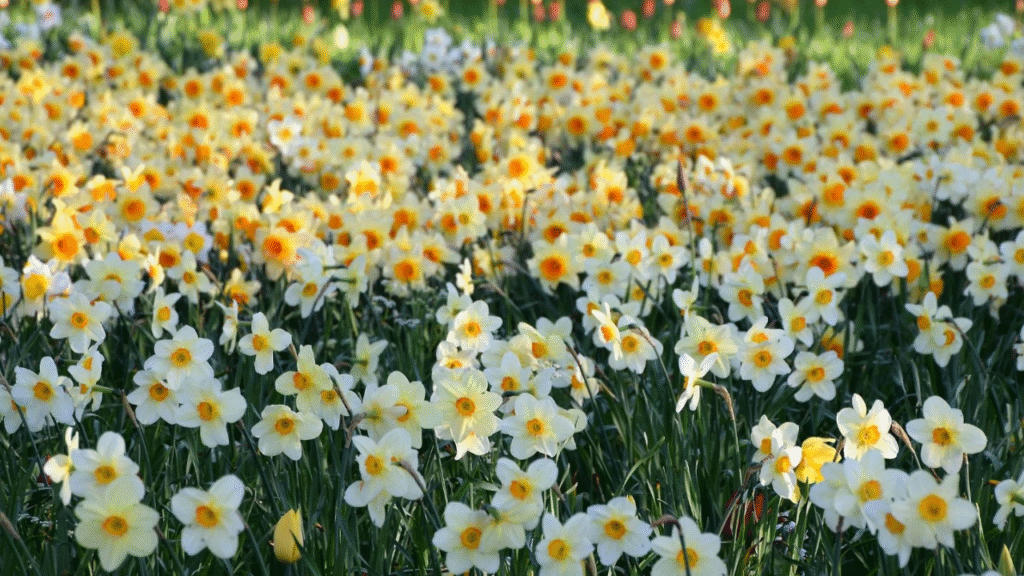 “Healthy blooming daffodils in spring after successful transplanting”

